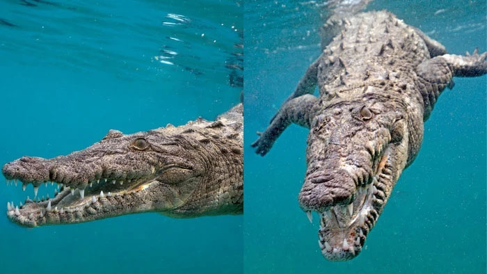 If a crocodile and a great white shark met, which species would survive in the end? Picture 4