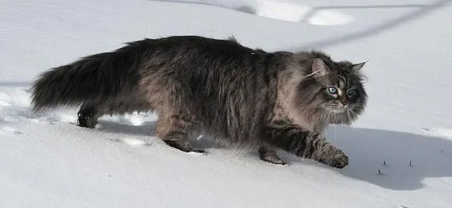 If a person is allergic to cats, are they also allergic to lions? Picture 3