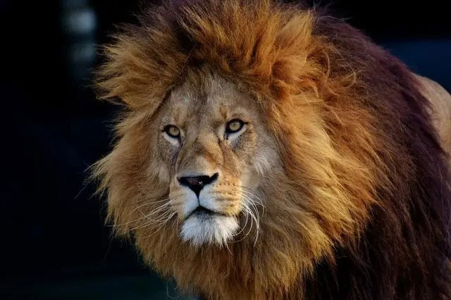 If a person is allergic to cats, are they also allergic to lions? Picture 4