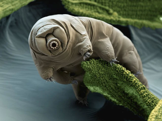 Picture 2 of If we want to live on Mars, why do humans need to breed with creatures that have existed on Earth for 530 million years?