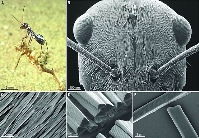 If you drop an ant from the 63rd floor, will it die? Picture 4