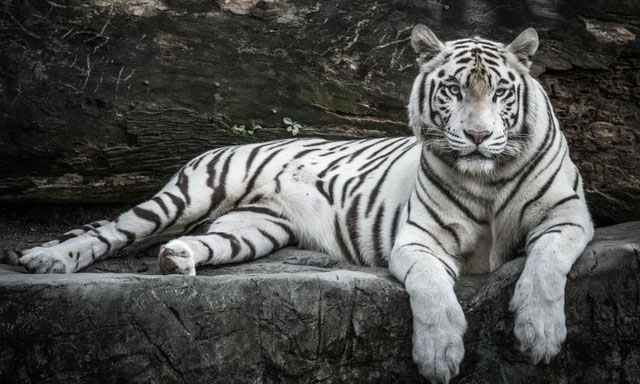 Ignore the mutant orchid, the mutant tiger is really precious! Picture 1