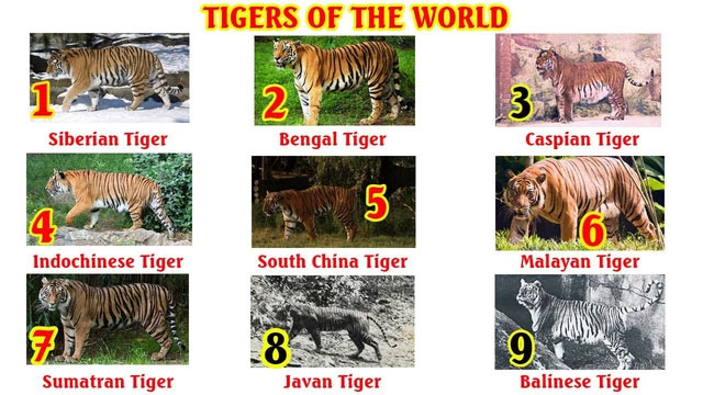 Ignore the mutant orchid, the mutant tiger is really precious! Picture 2