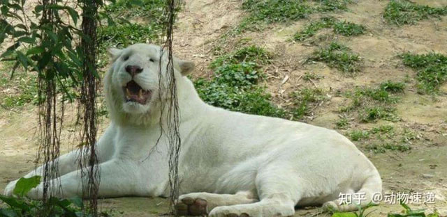 Ignore the mutant orchid, the mutant tiger is really precious! Picture 5