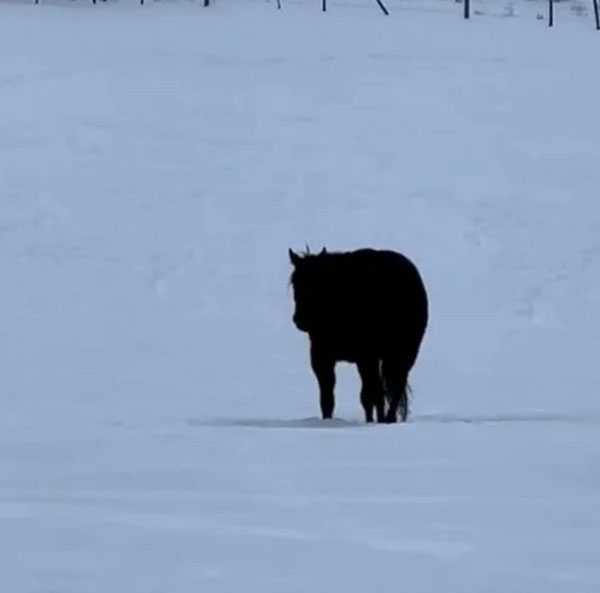 Illusion video causes netizens to debate: Is the horse moving closer or farther away? Picture 1