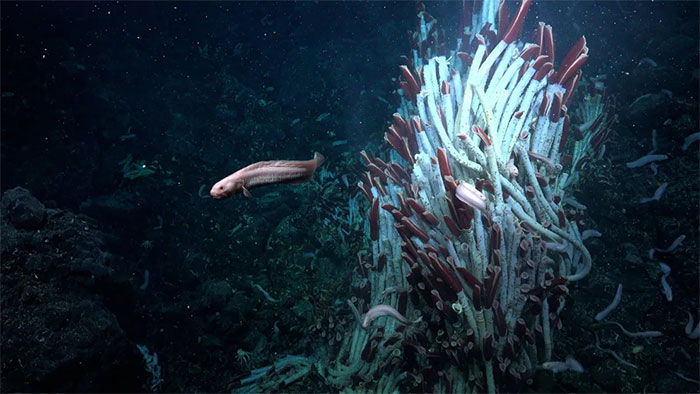 Picture 1 of Images of the 'underground world' just discovered at the bottom of the sea