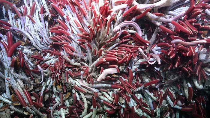 Picture 2 of Images of the 'underground world' just discovered at the bottom of the sea