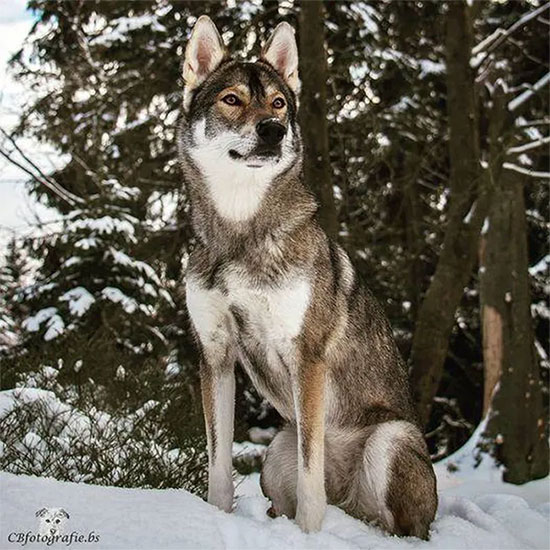 Impressed with the dog that looks exactly like the wild wolf Picture 1
