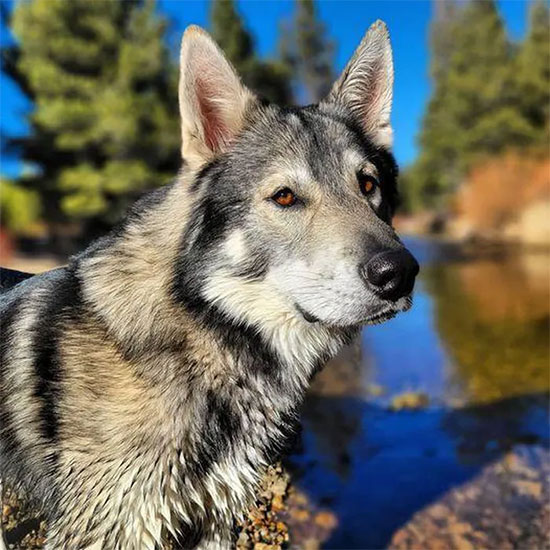 Impressed with the dog that looks exactly like the wild wolf Picture 2