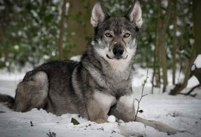 Impressed with the dog that looks exactly like the wild wolf Picture 3