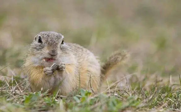 In 1994, 300,000 Chinchilla mice suddenly committed suicide, experts pointed out the painful truth Picture 1