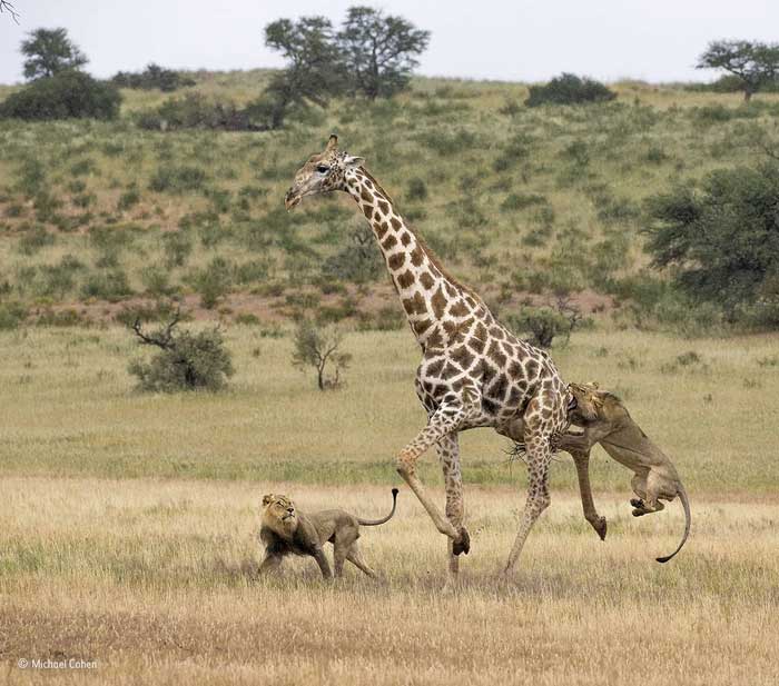 Picture 1 of In some cases, this is the animal that can kill lions in the wild.