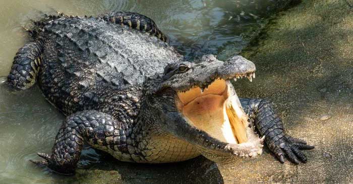 Picture 2 of In some cases, this is the animal that can kill lions in the wild.