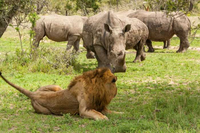Picture 3 of In some cases, this is the animal that can kill lions in the wild.