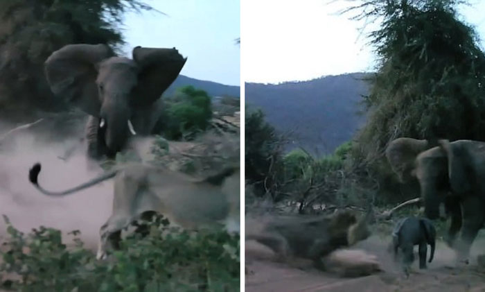 Picture 5 of In some cases, this is the animal that can kill lions in the wild.