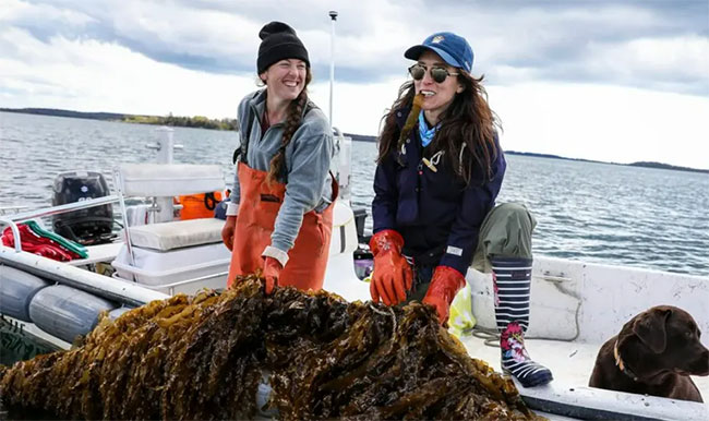 Picture 2 of In the future, we can eat seaweed instead of animal meat