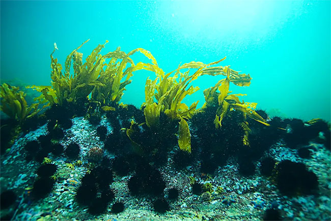 Picture 4 of In the future, we can eat seaweed instead of animal meat