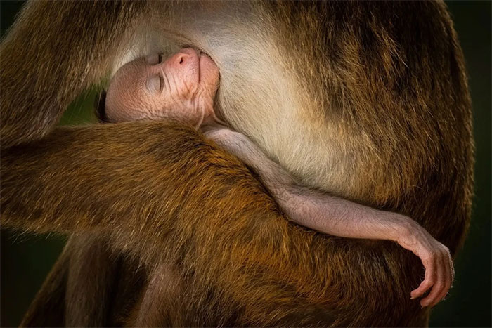 Picture 1 of Incredible and surreal scenes of animals around the world.