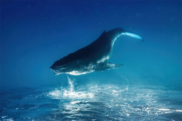 Picture 3 of Incredible and surreal scenes of animals around the world.