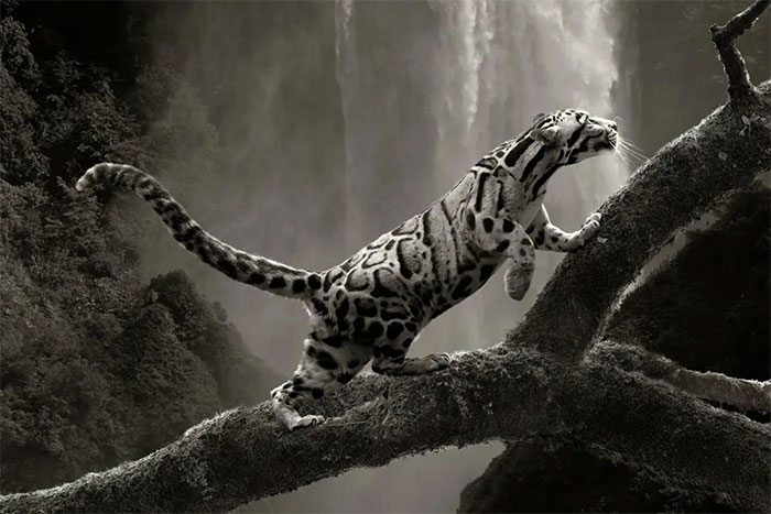 Picture 4 of Incredible and surreal scenes of animals around the world.