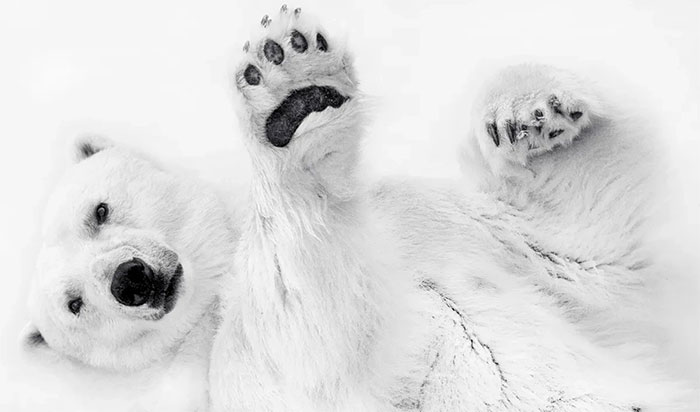 Picture 5 of Incredible and surreal scenes of animals around the world.