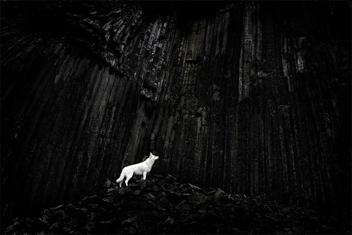 Picture 6 of Incredible and surreal scenes of animals around the world.
