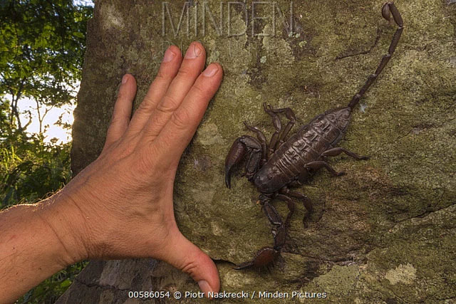 Indiana Jones was right: The bigger the scorpion, the more harmless it is Picture 3