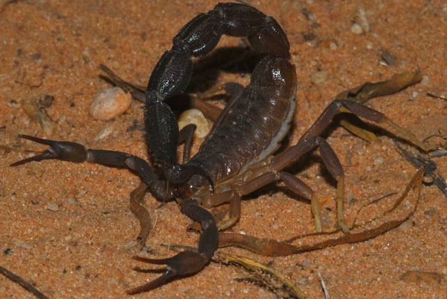 Indiana Jones was right: The bigger the scorpion, the more harmless it is Picture 4
