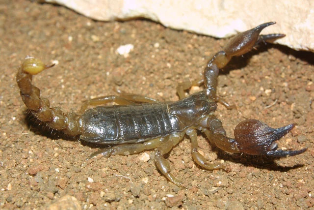 Indiana Jones was right: The bigger the scorpion, the more harmless it is Picture 5