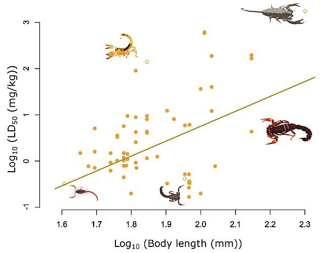 Indiana Jones was right: The bigger the scorpion, the more harmless it is Picture 6