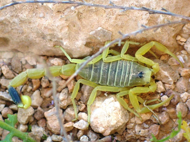 Indiana Jones was right: The bigger the scorpion, the more harmless it is Picture 7