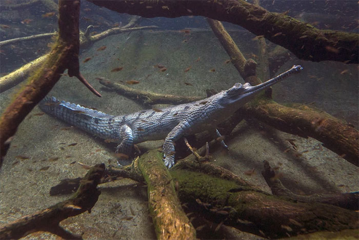 Indians strive to save long-snouted crocodiles from the brink of extinction Picture 3