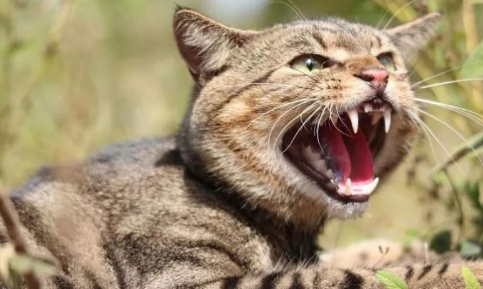 Indigenous animals die too much, Australia seeks to destroy 6 million feral cats Picture 1