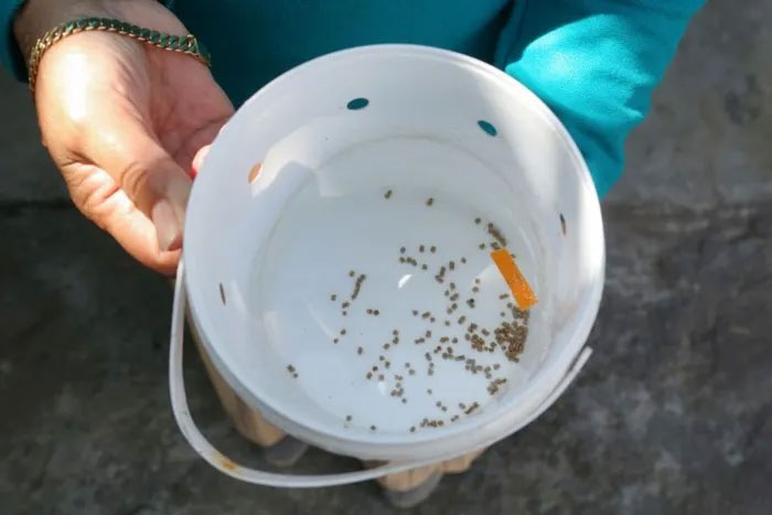 Picture 1 of Indonesia bred 'good' mosquitoes against dengue fever
