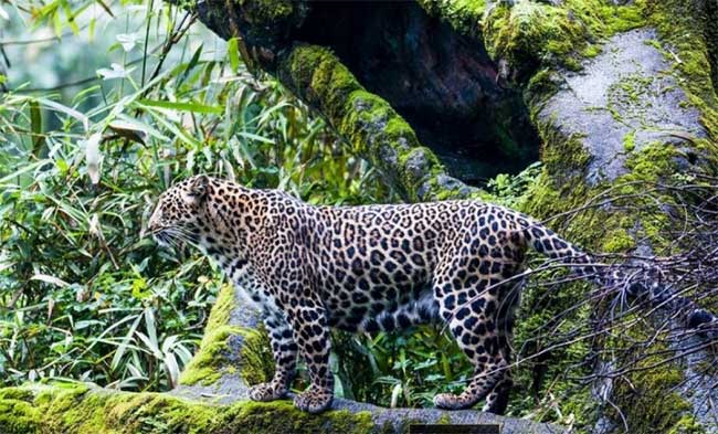 Indonesia discovered dozens of endangered Javanese leopards