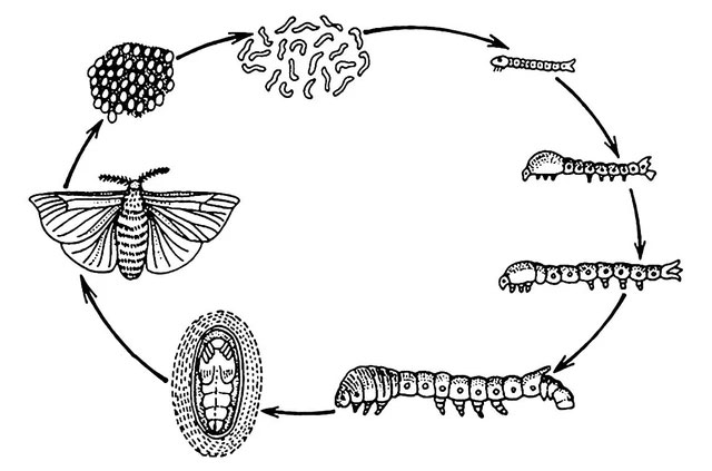 Picture 2 of Infected with a zombie virus, the worms climb to the top of the tree to dance, inviting the birds to eat them