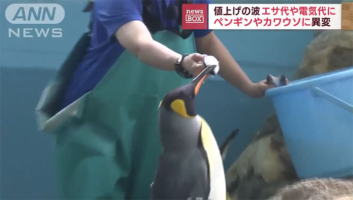 Inflation angers the penguins at the Japanese aquarium Picture 1