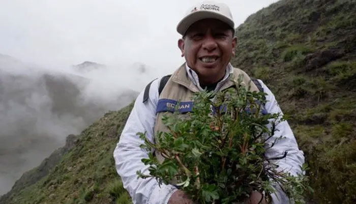 Initiative to plant millions of 'rattan trees' in the Andes Picture 1