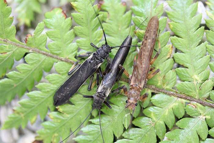 Insects discovered that have to change color because of humans Picture 1
