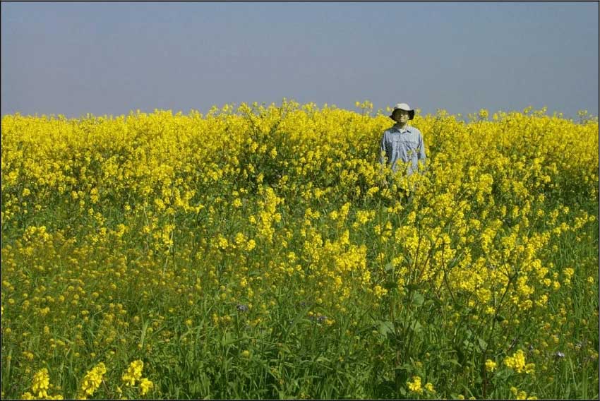 Insects lose their sense of smell because of air pollution, humans go to pollinate plants themselves Picture 5