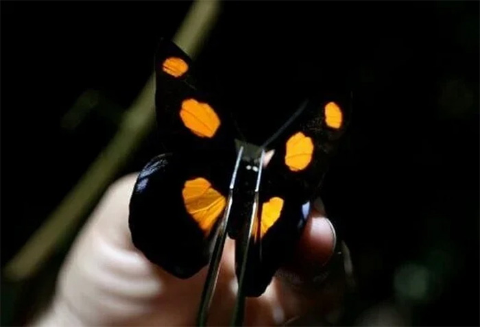 Picture 1 of Insects reflect the impact on the biodiversity of the Amazon region