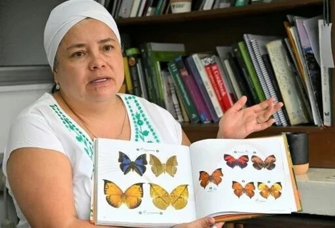 Picture 2 of Insects reflect the impact on the biodiversity of the Amazon region