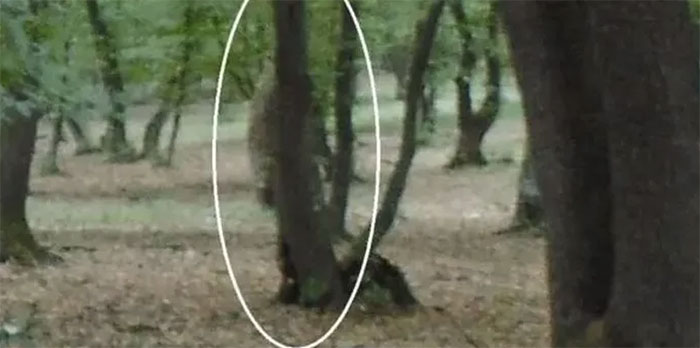 Picture 2 of Inside Hoia Baciu - The World's Scariest Forest