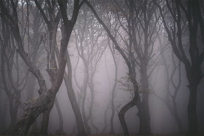 Picture 6 of Inside Hoia Baciu - The World's Scariest Forest