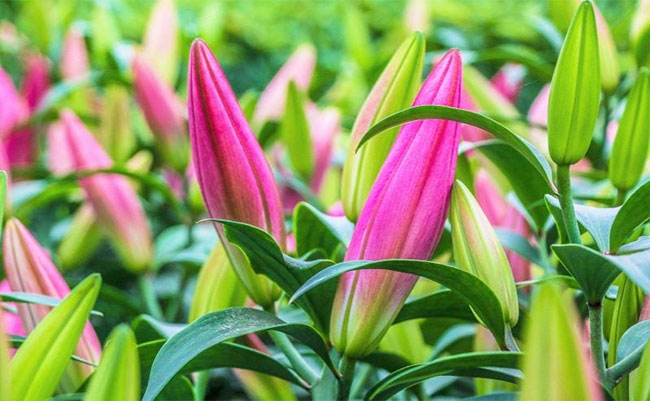 Picture 1 of Instructions on how to choose lilies to play Tet with lots of leaves at the beginning of the year