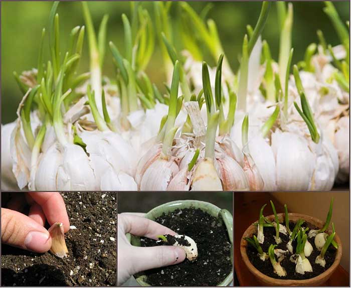 Picture 1 of Instructions on how to grow 5 types of spices without seeds