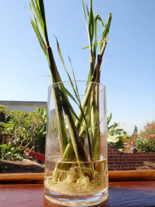 Picture 2 of Instructions on how to grow 5 types of spices without seeds