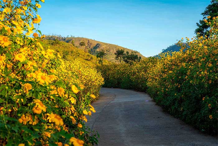 Picture 10 of Interesting facts about the flower that is blooming bright yellow all over Vietnam