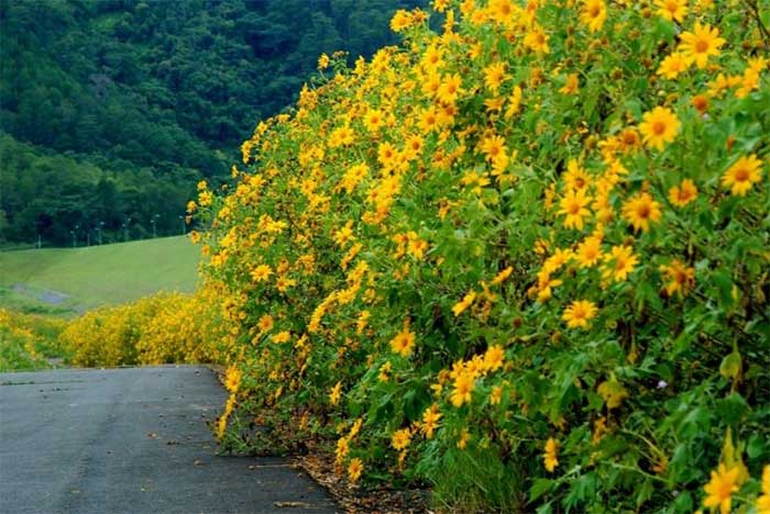 Picture 11 of Interesting facts about the flower that is blooming bright yellow all over Vietnam