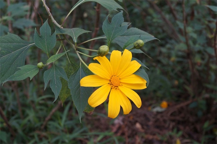 Picture 12 of Interesting facts about the flower that is blooming bright yellow all over Vietnam